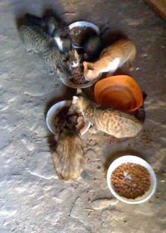 Feeding the cats
