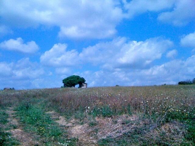 A bucolic view in the outskirts of town