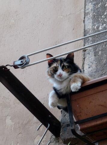 Gatto